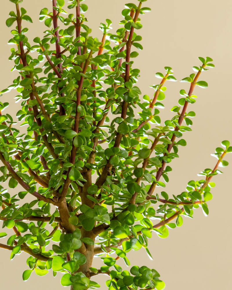 Premium Photo  High area of a jade leaf succulent plant