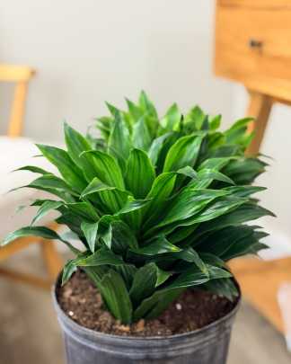 Dracaena Fragrans 'Janet Craig Compacta'