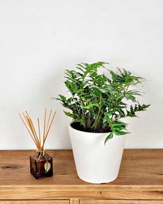 Cyrtomium falcatum, Japanese Holly Fern - Medium