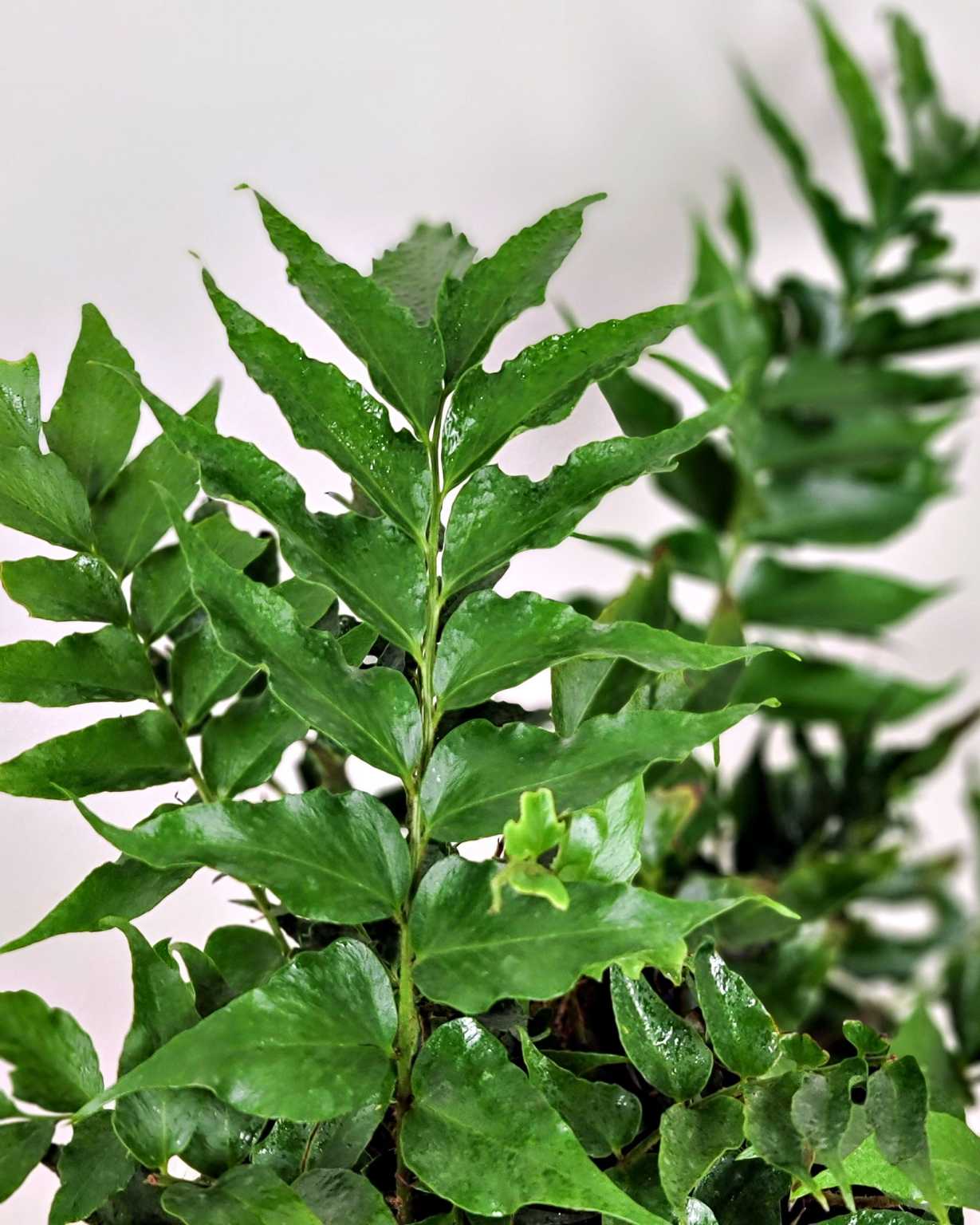 Exciting Japanese Holly Fern Plant Gallery