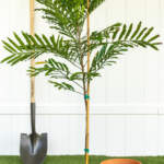 japanese fern tree alrge