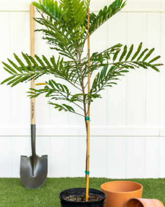 japanese fern tree alrge