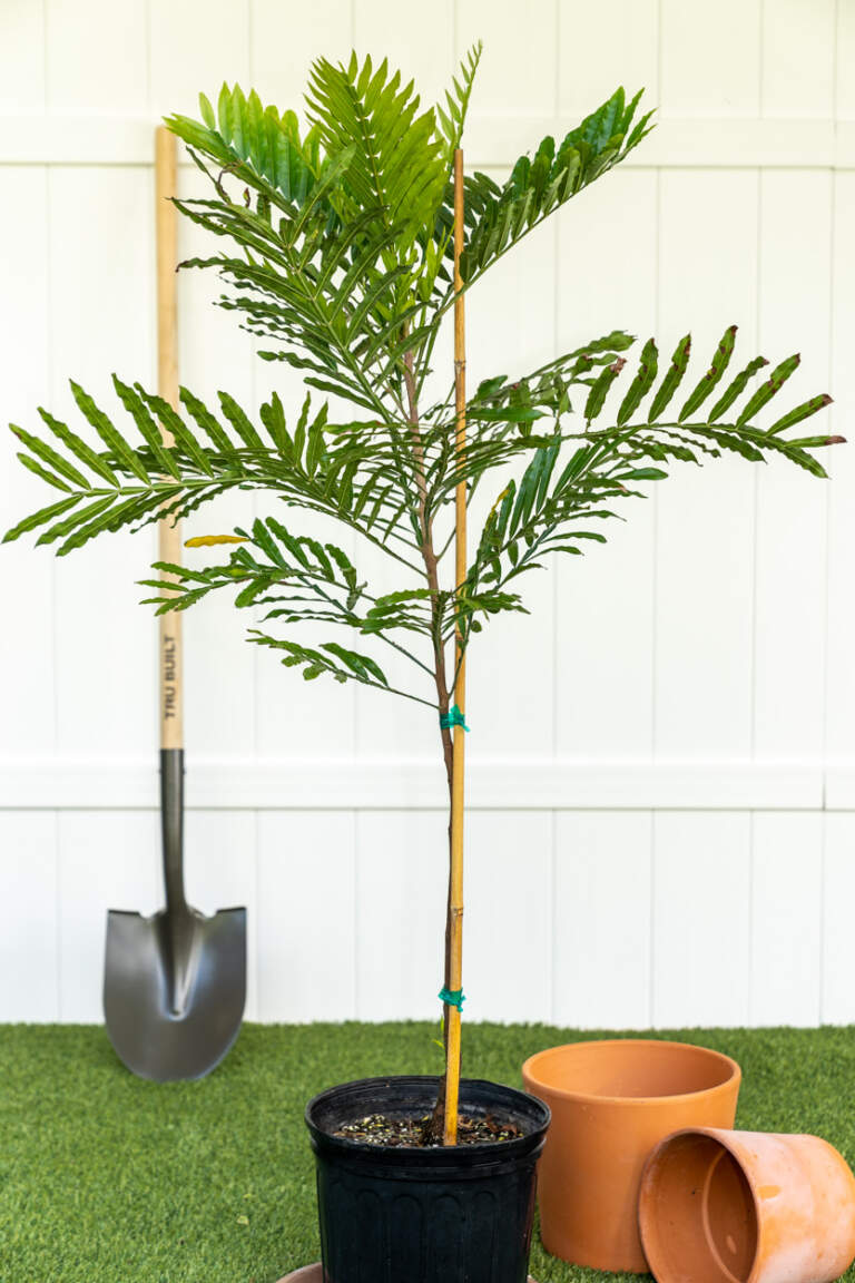Filicium decipiens, Japanese Fern Tree PlantVine