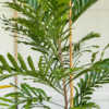 japanese fern tree alrge leaves