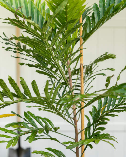 Leaves