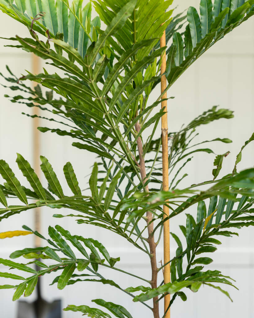 Filicium decipiens, Japanese Fern Tree PlantVine