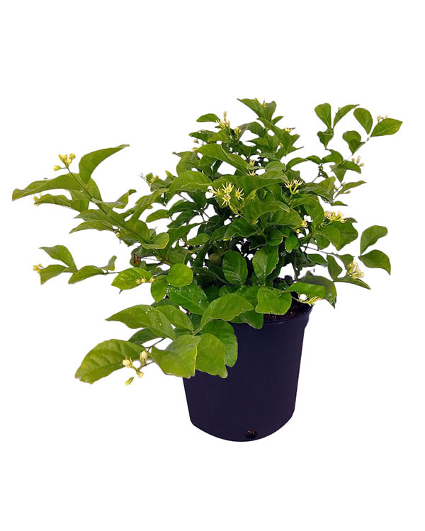 Buy Jasminum sambac, Arabian Jasmine, Sambac Jasmine ...