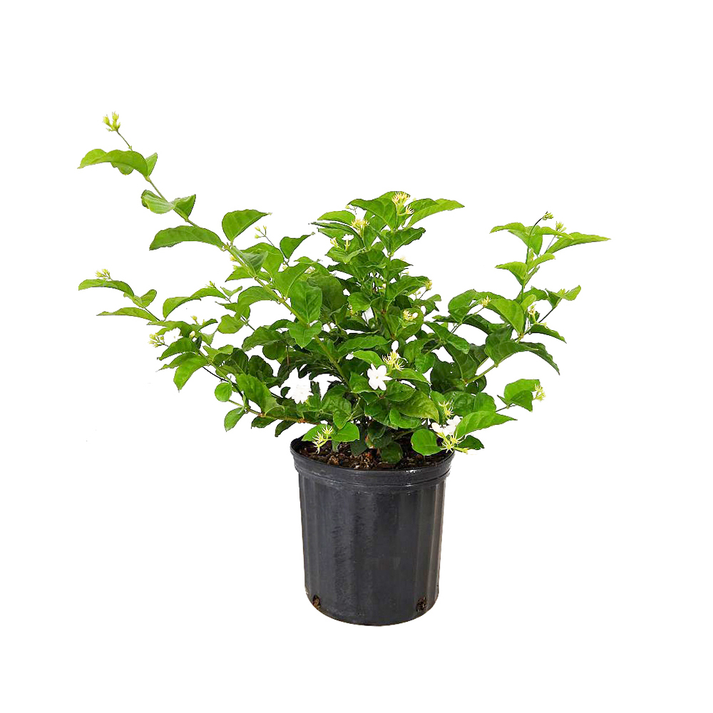 Jasminum sambac, Arabian Jasmine, Sambac Jasmine PlantVine