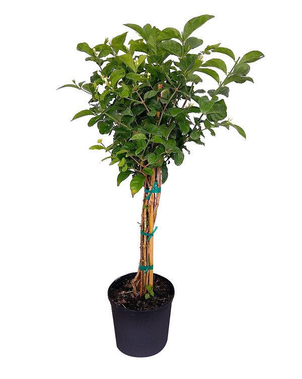 Buy Jasminum sambac, Arabian Jasmine, Sambac Jasmine Free Shipping