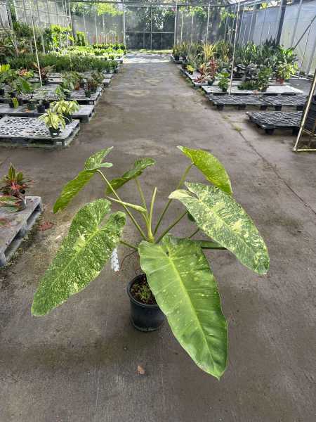 PlantVine Picks PlantVine Picks