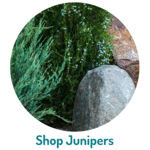 Junipers junipers
