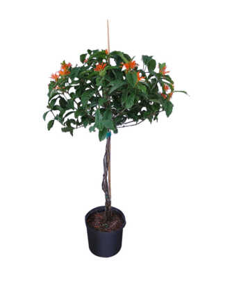 justicia spicigera large braided tree