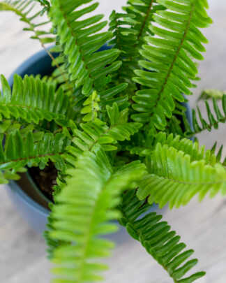plantvine foliage