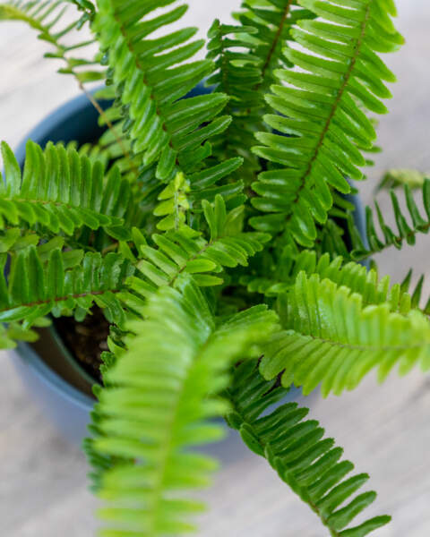 Foliage Foliage