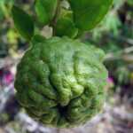 Kaffir Lime