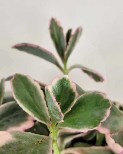 Foliage 2 Foliage 2