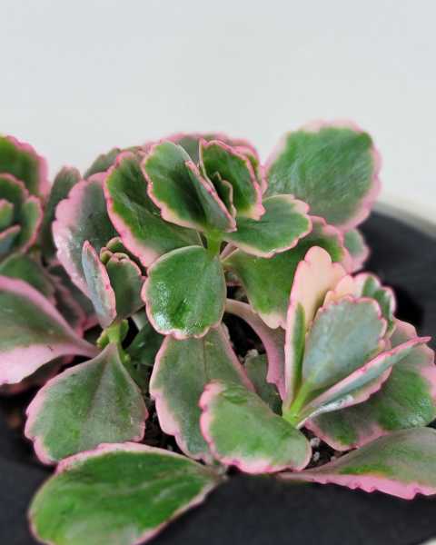 Foliage Foliage