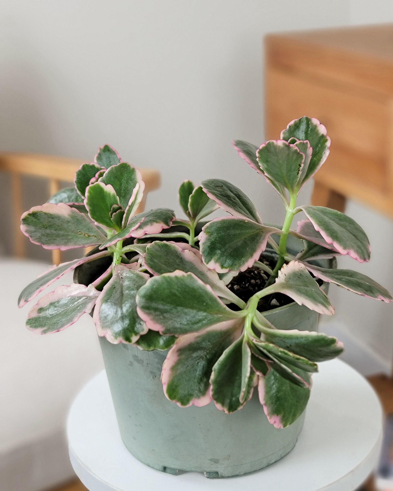 Tricolor Kalanchoe | PlantVine