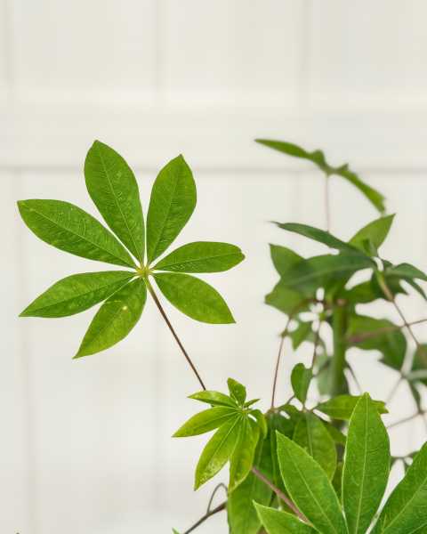 Leaves
