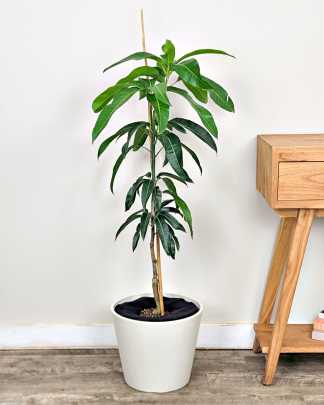 Kent Mango Tree - Large