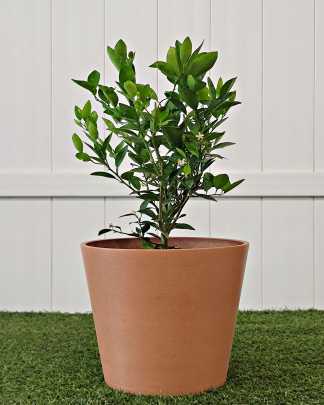 Key Lime Citrus Tree - Medium