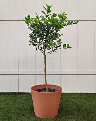 Key Lime Citrus Tree - Extra Large