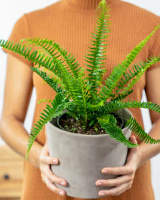 plantvine