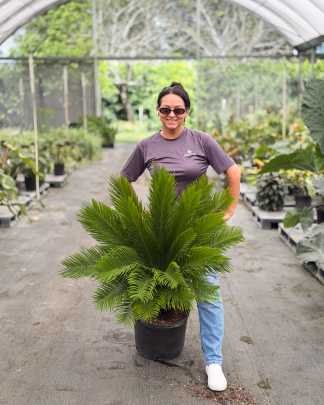 King Sago Palm - PlantVine Picks