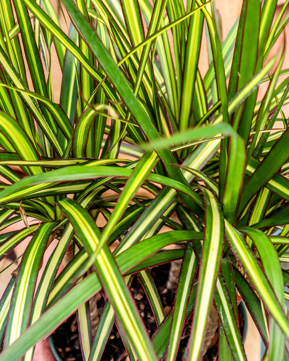 Repotting Dracaena Marginata
