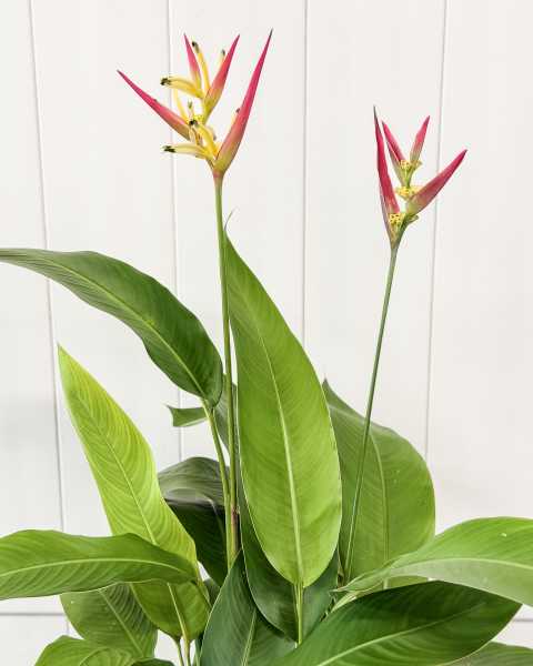 Flower Flower