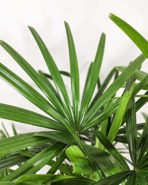Foliage Foliage