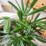 Lady Palm