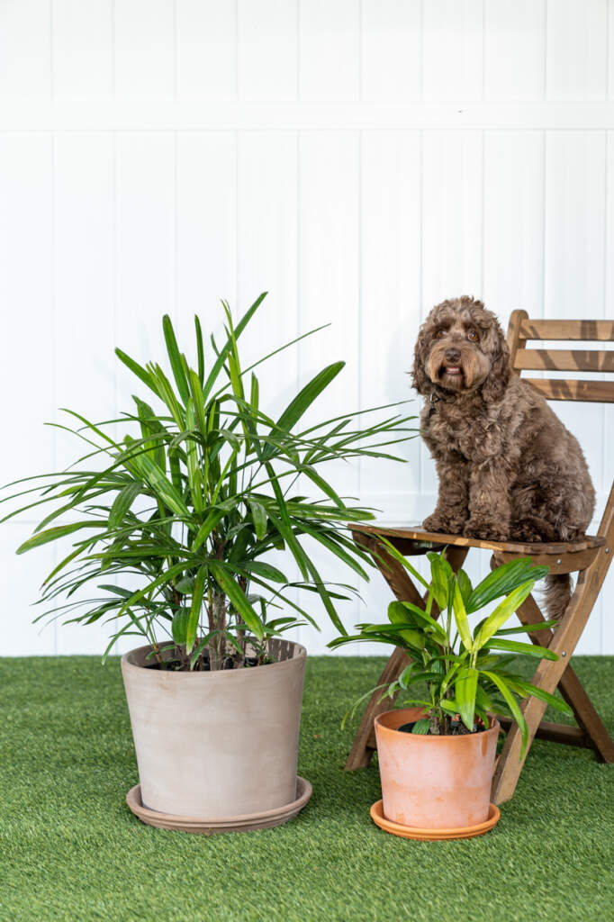 Lady Palm