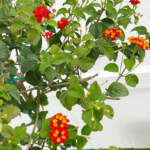 lantana