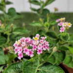 Lantana Confetti