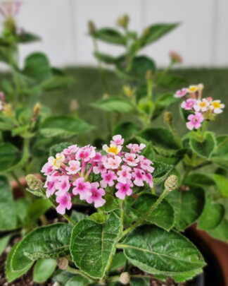 Lantana Confetti