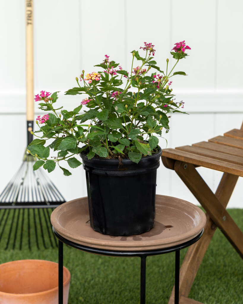 Confetti Lantana camara