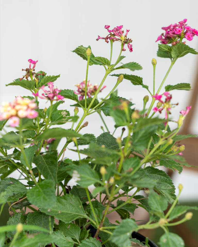 Confetti Lantana camara PlantVine