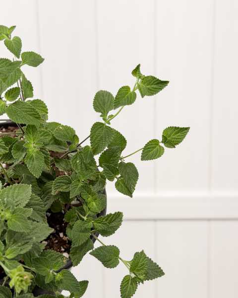 Foliage Foliage