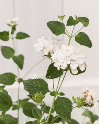 White Lantana camara