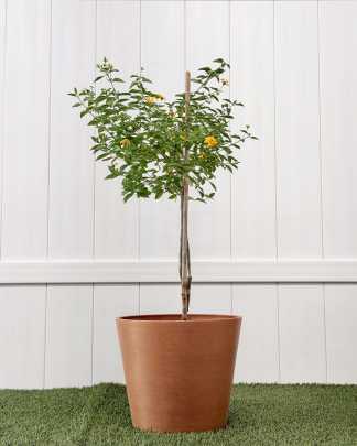 Yellow Lantana camara - Large, Tree