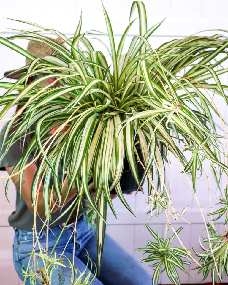 buy chlorophytum comosum, spider plant | free shipping