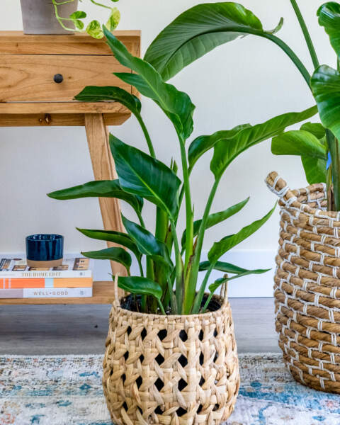 Large