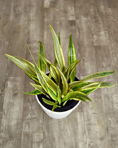 Lauren Snake Plant
