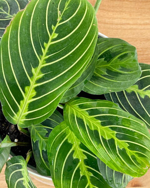 Foliage Foliage
