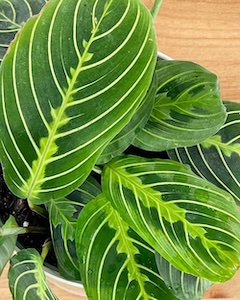 Lemon-Lime-Maranta-2 copy