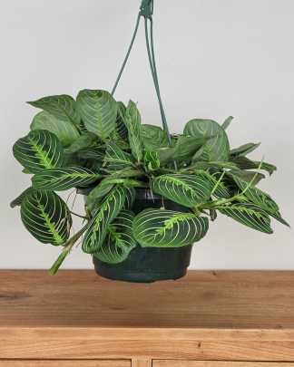 Large, Hanging Basket