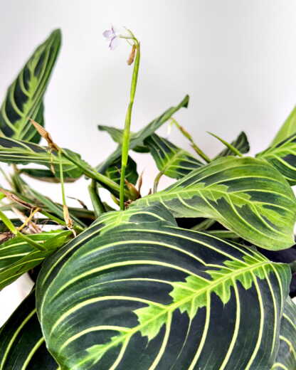 Lemon Lime Maranta