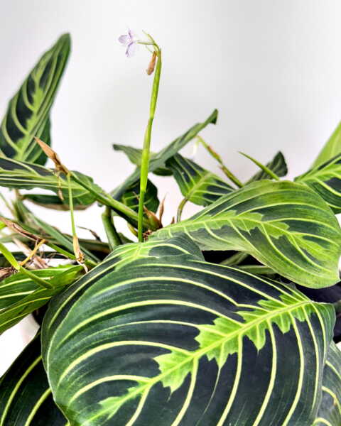 Foliage Foliage