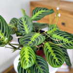 Lemon Lime Maranta